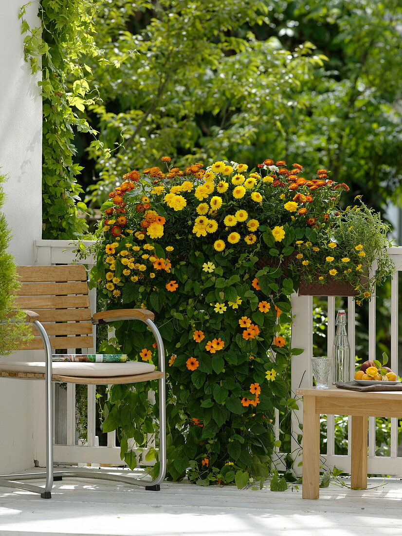 Thunbergia alata 'Gelb-Rot' (Schwarzäugige Susanne), Helichrysum 'Mohave