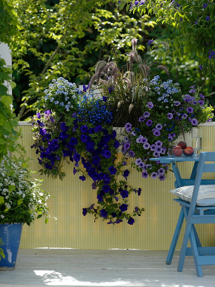 Petunia Surfinia 'Violet 2006', 'Black Vein' (Petunias), Pennisetum 'Rubrum' (Petunia)