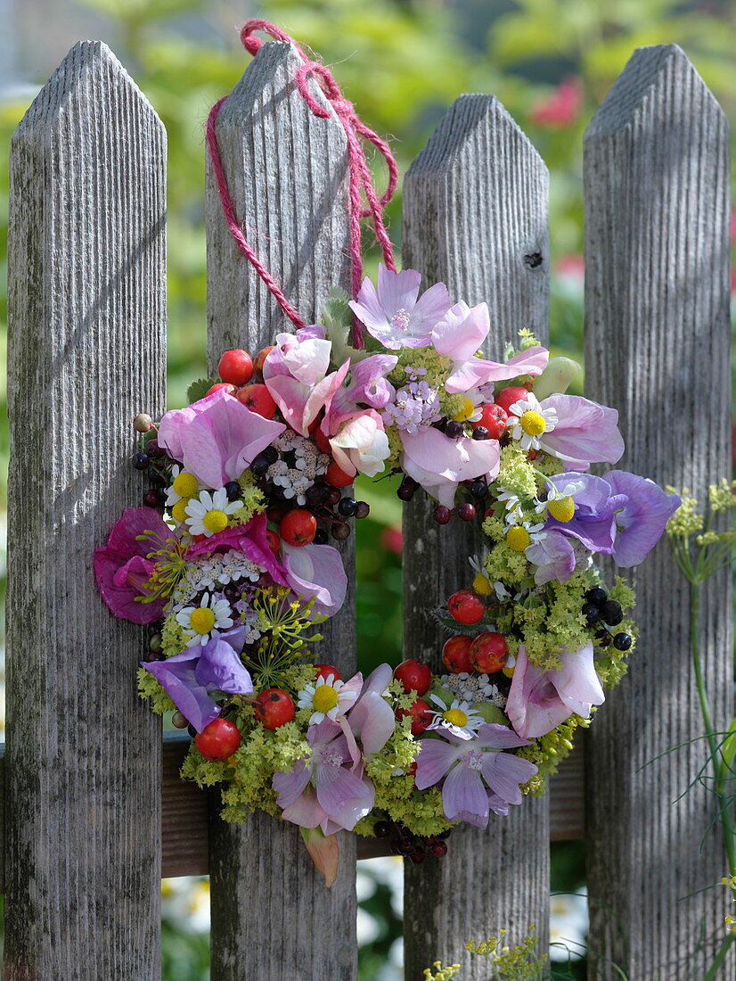 Late summer wreath on the fence: Lathyrus (sweet pea), Malva (mallow)