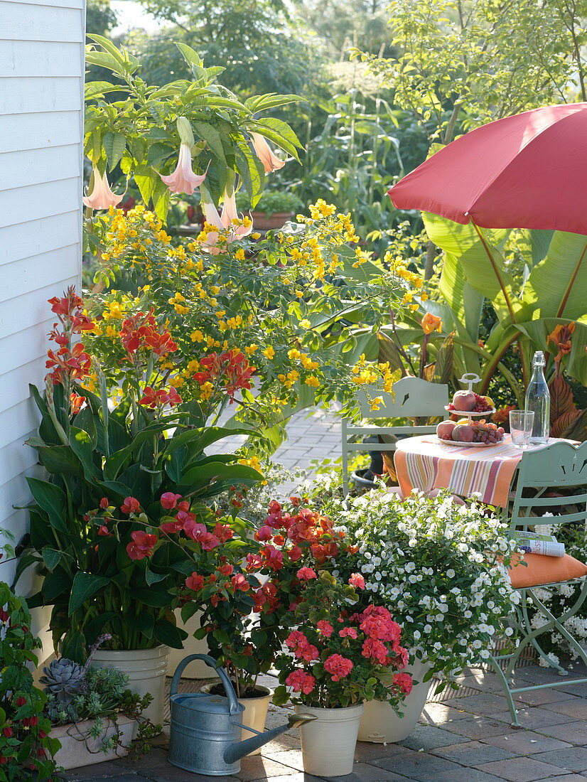 Potted plants terrace