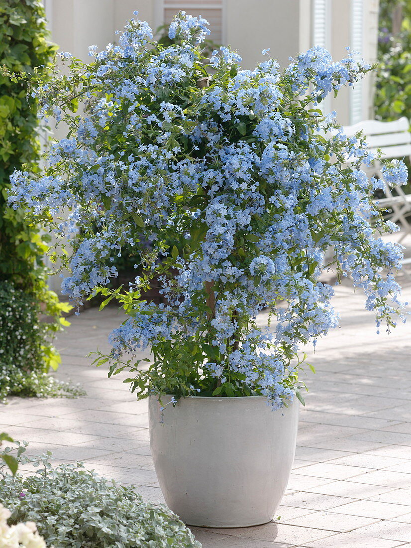 Plumbago auriculata (leadwort)