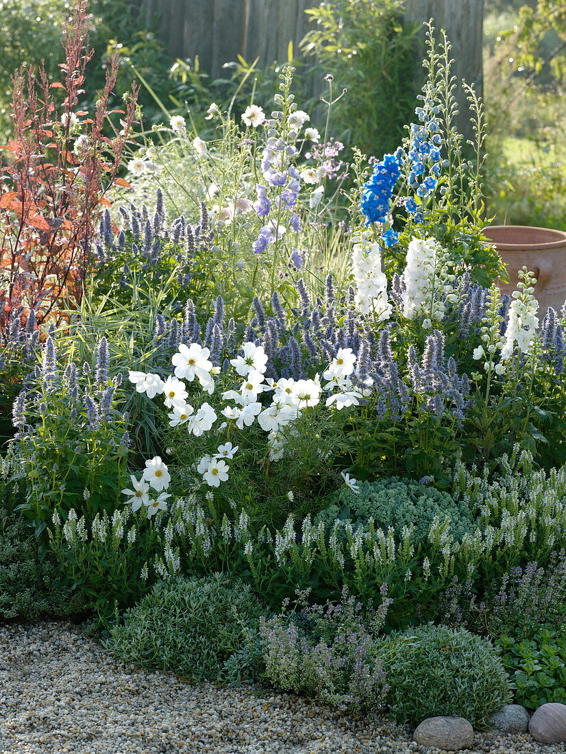 Blue and white late summer bed