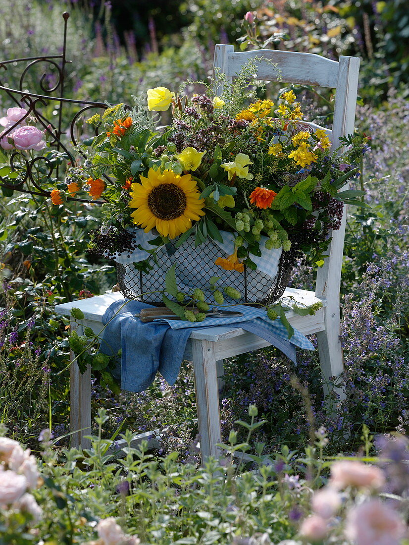 Wire basket with herbs on wooden chair in flower bed