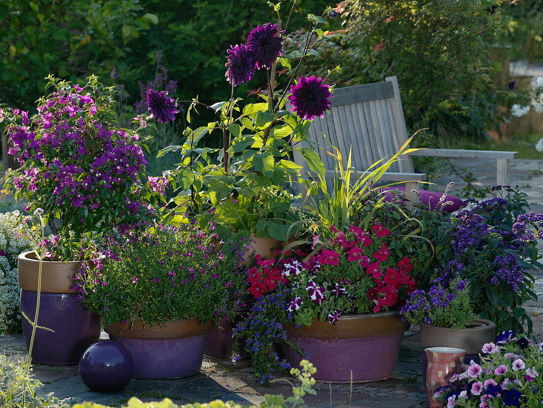 Late summer terrace with purple and red planted tubs