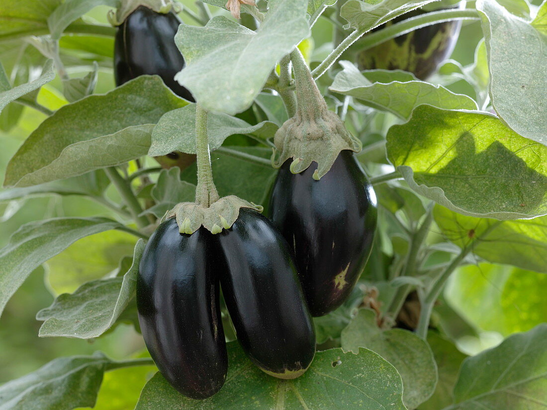 Solanum melongena 'Picola' (mini eggplant)