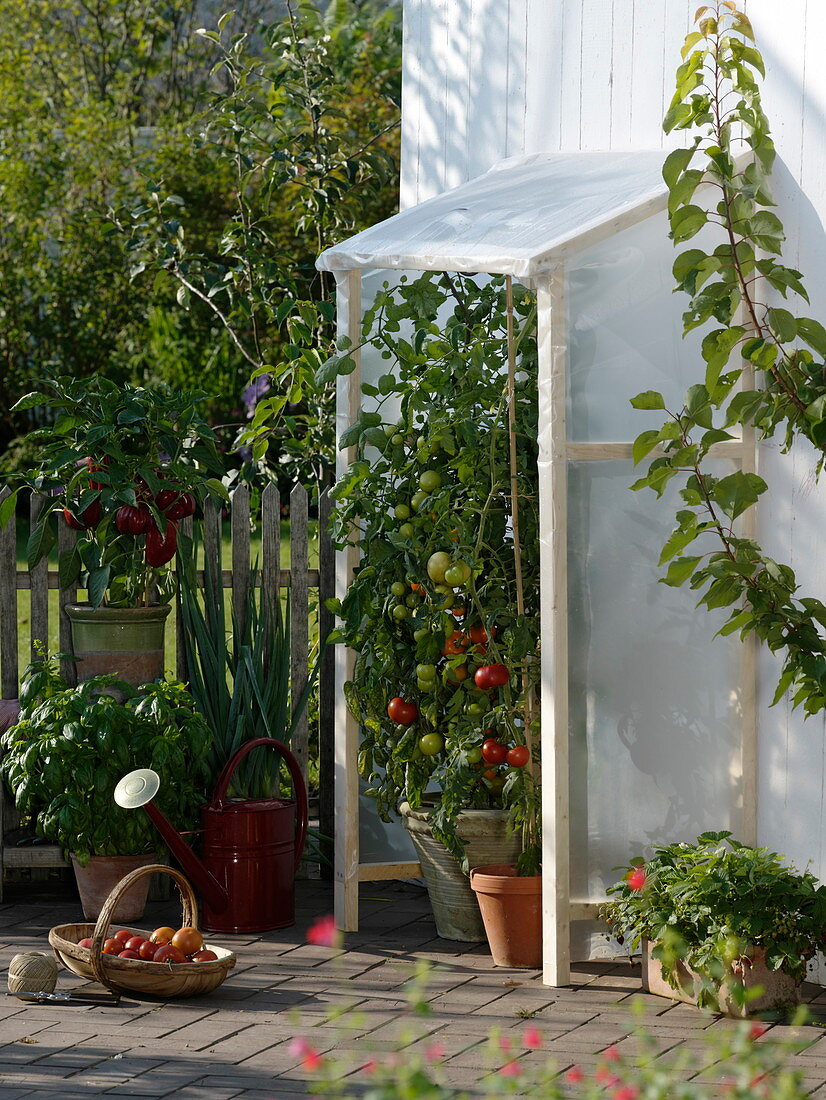 Selbstgebauter Regenschutz für Tomaten auf der Terrasse (2/2)