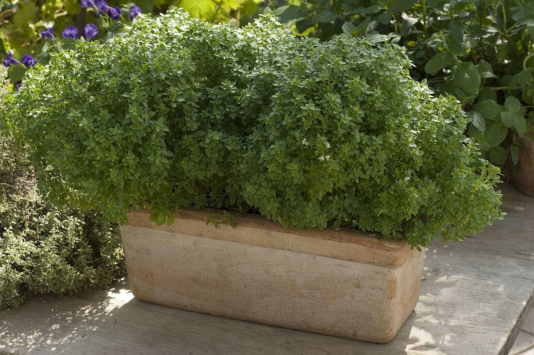 Ocimum 'Picolino' (mini basil) in Terrracotta box