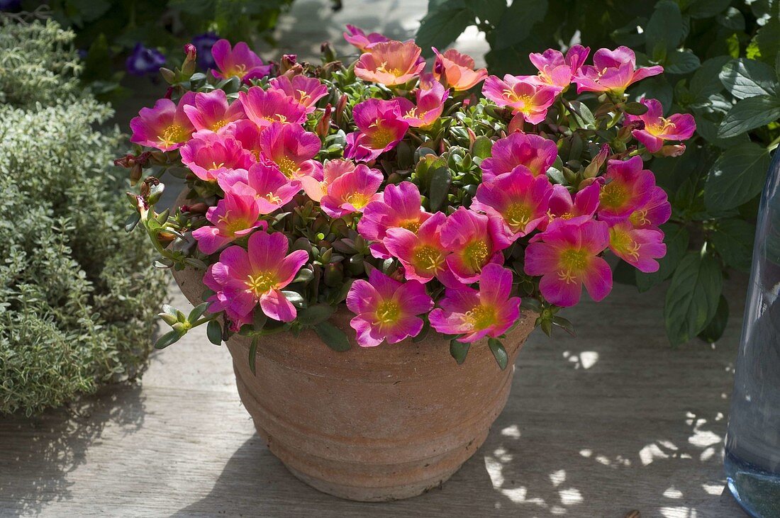 Portulaca umbraticola 'Lila-Rosa' (Purslane)