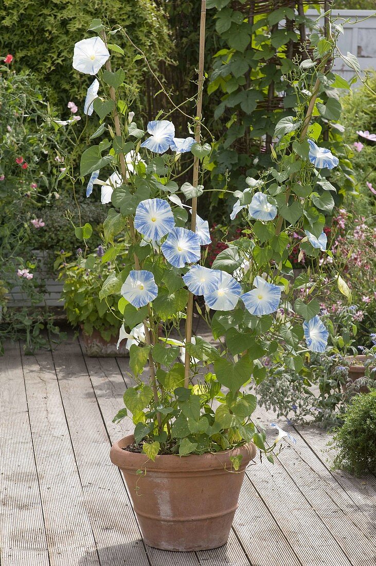 Showy bindweed Tricolor 'Flying Saucers'