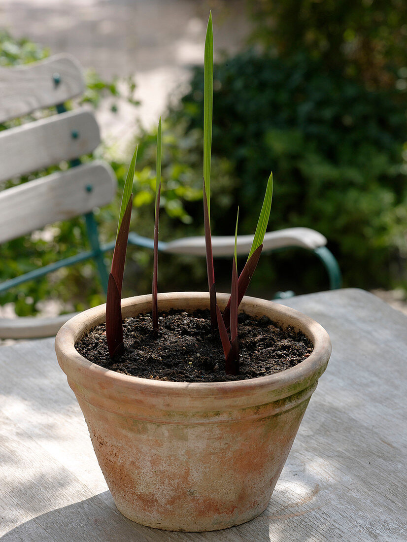 Gladiolus growing in terracotta pot 2/3