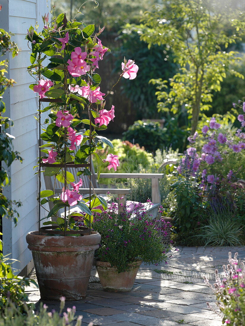 Mandevilla splendens (Dipladenie) mit großen rosa Blüten