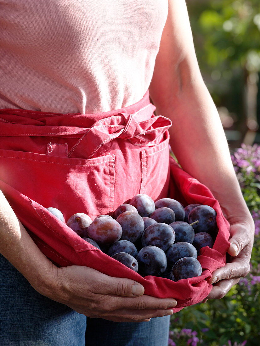 Woman with freshly harvested plums in apron