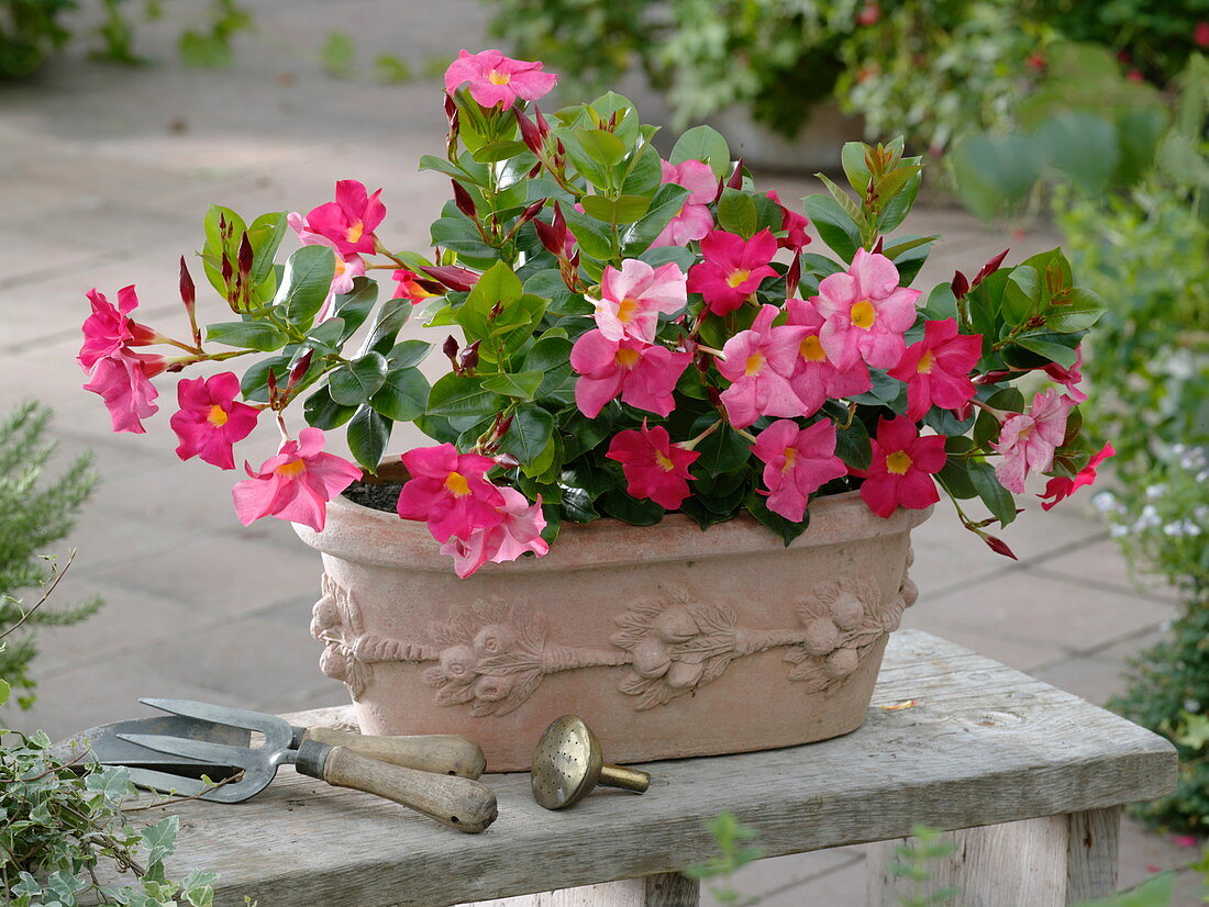 Dipladenia 'Rio Pink' in terracotta jardiniere