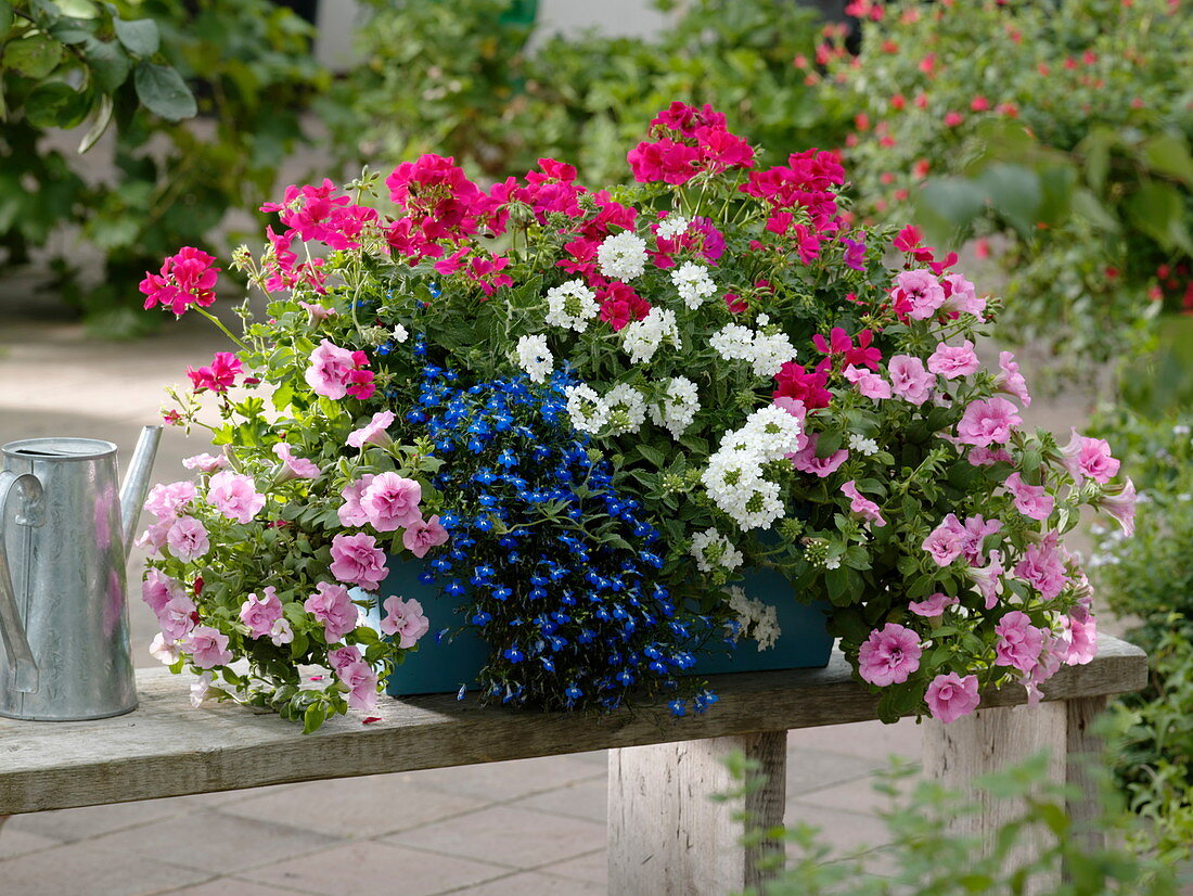 Petunia Conchita Double 'Lavender' (Gefüllte Petunie), Pelargonium peltatum