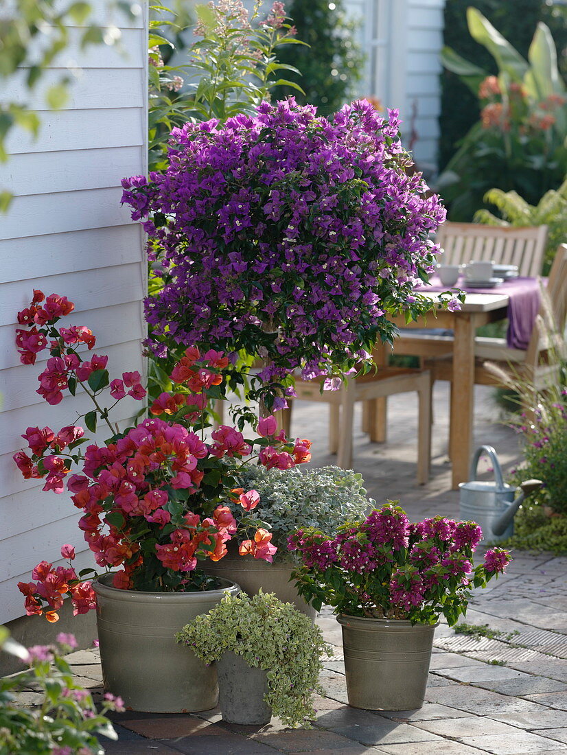 Bougainvillea in different colours on the terrace