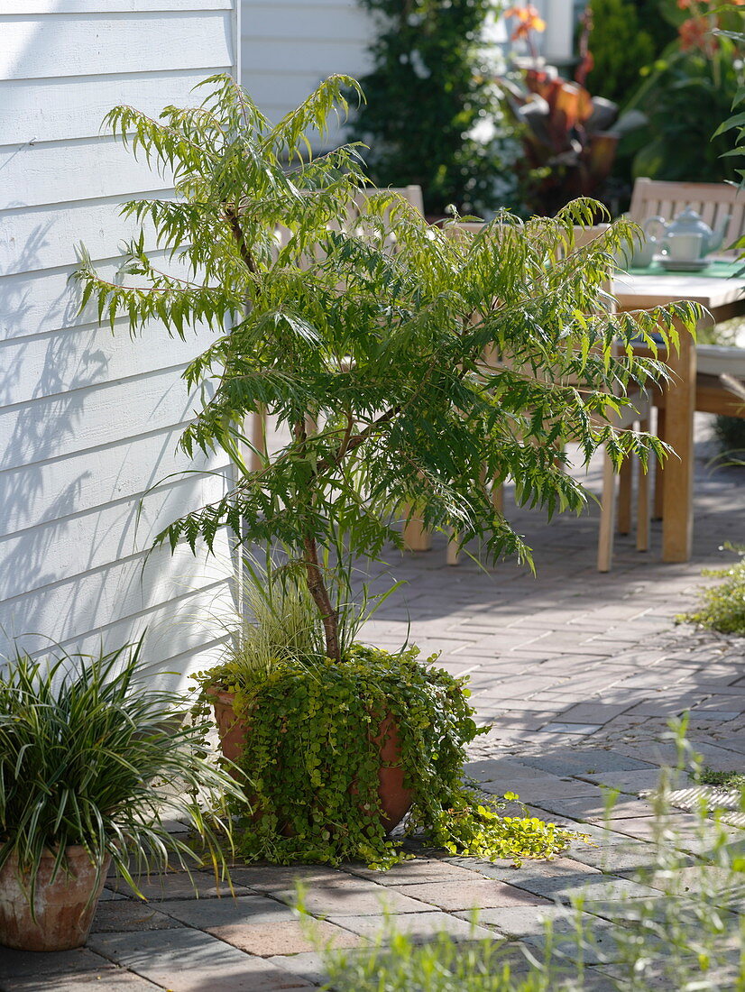 Rhus typhina 'Dissecta'