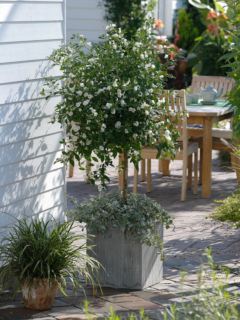 Solanum rantonnetii 'Album' (White gentian tree) underplanted