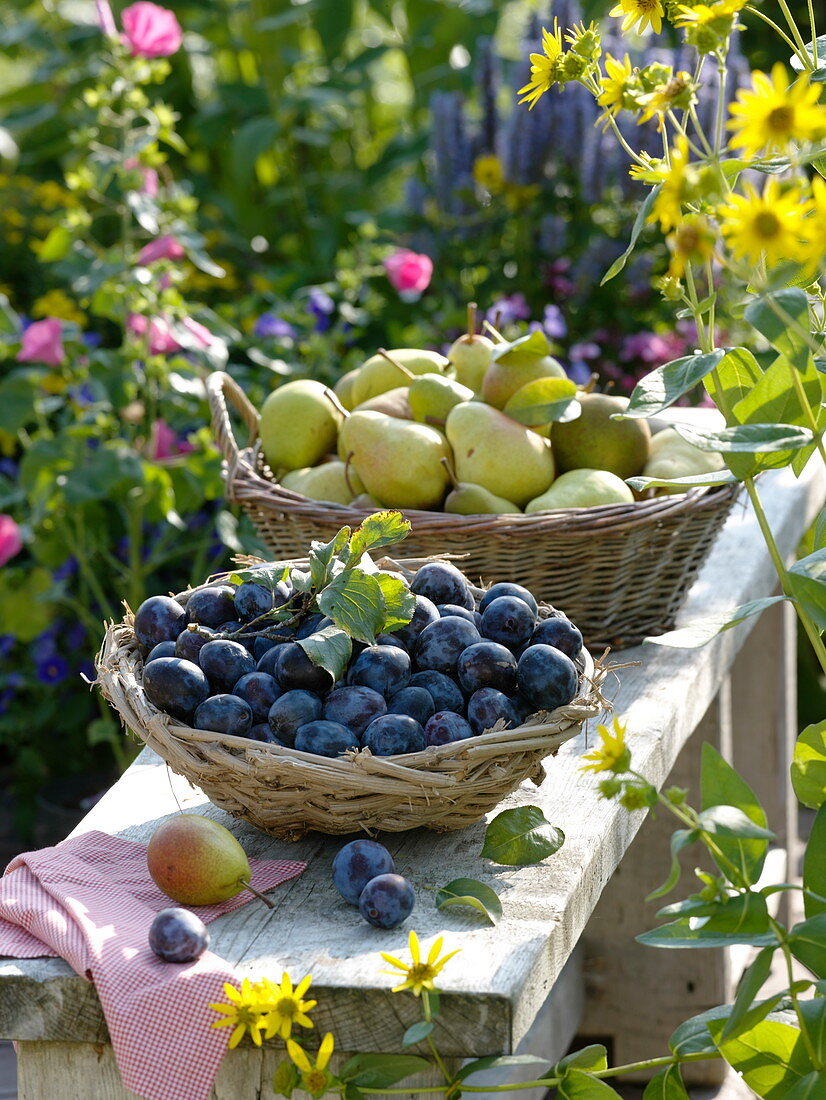 Freshly harvested plums and pears in baskets on bench