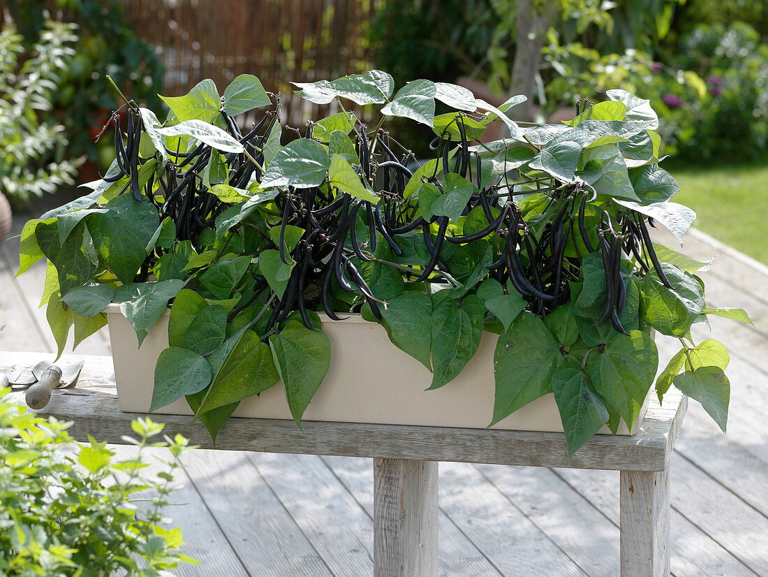 Phaseolus vulgaris 'Purple Teepee' (bush beans) in a box