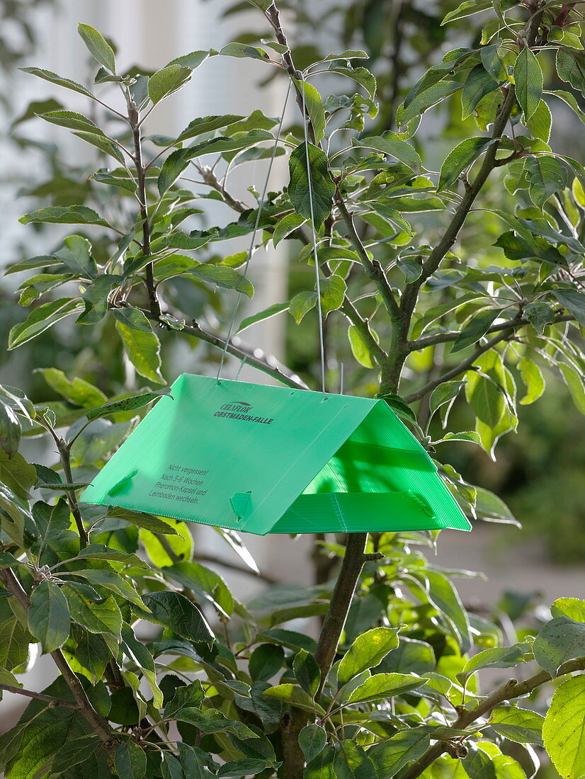 Fruit codling moth trap on malus (Apple Tree)