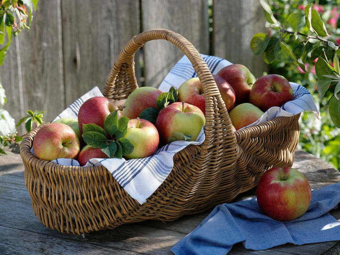 Freshly harvested summer apples, 'Santana' variety