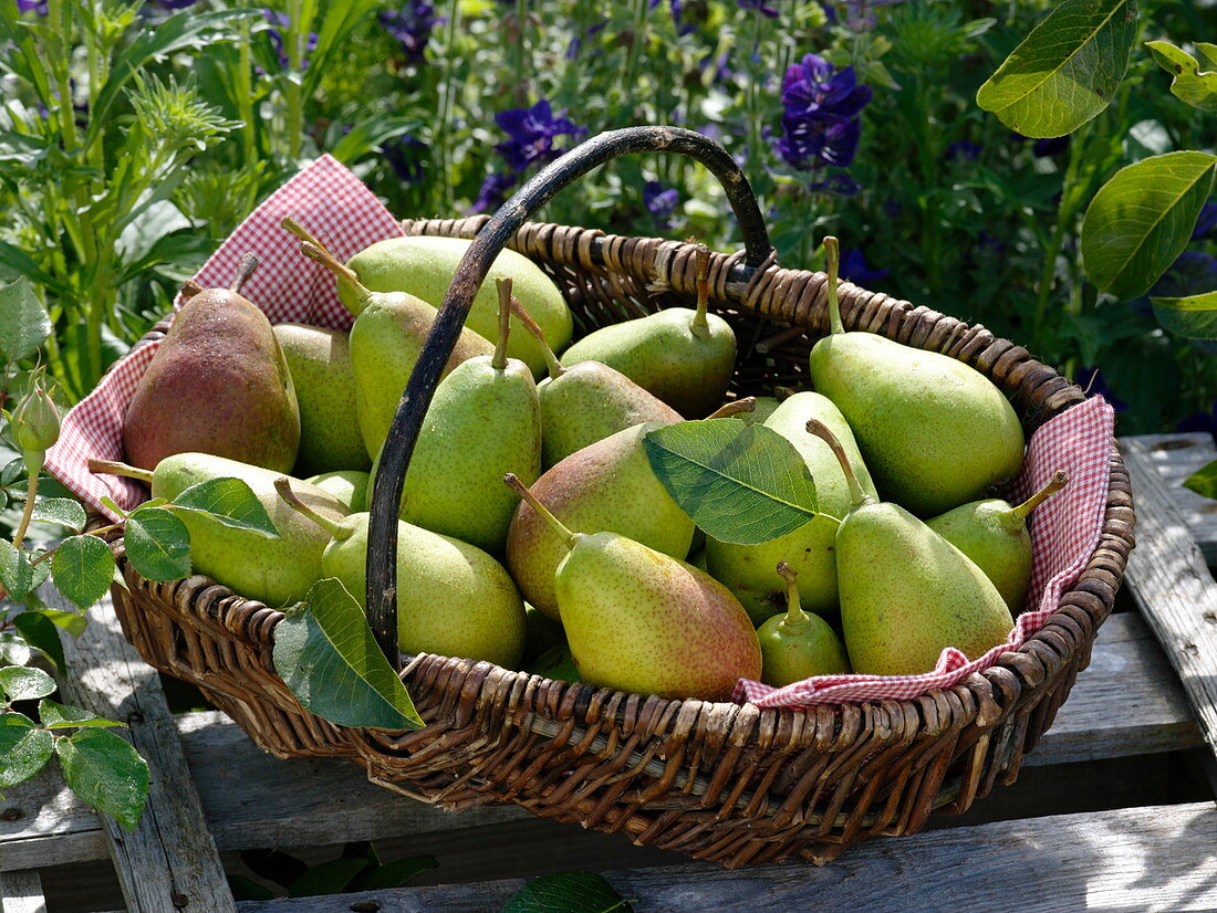 Freshly harvested pears 'Gute Luise' in the wicker basket
