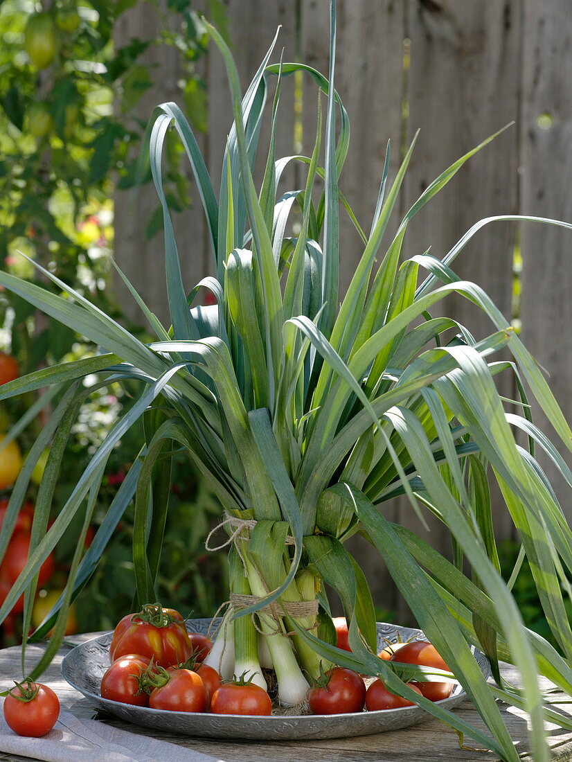 Freshly picked leeks as a bouquet