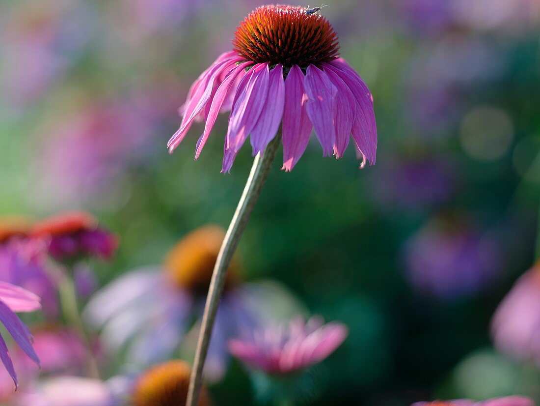 Echinaccea purpurea (Red coneflower)