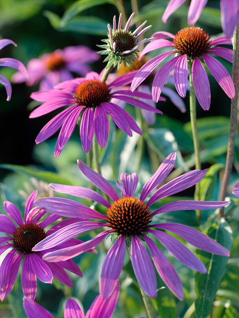 Echinaccea purpurea (Red coneflower)