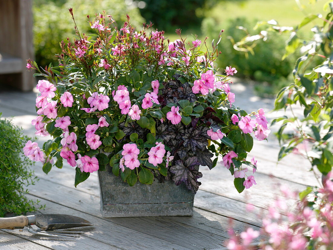 Impatiens walleriana, Gaura 'Lillipop Pink' (Magnificent Candle)