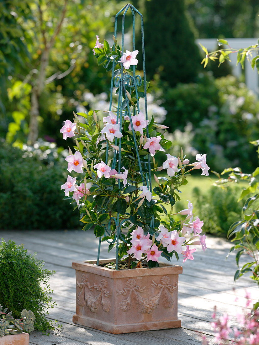 Mandevilla Sundaville 'Cream Pink' (Dipladenie) in Terracotta - Kübel