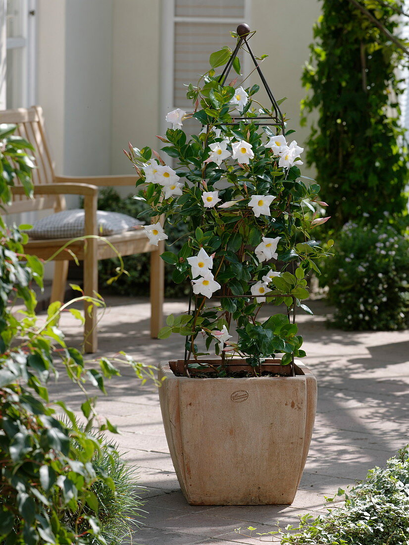 Mandevilla Sundaville 'Cosmos White' (Dipladenie) AnRankstele