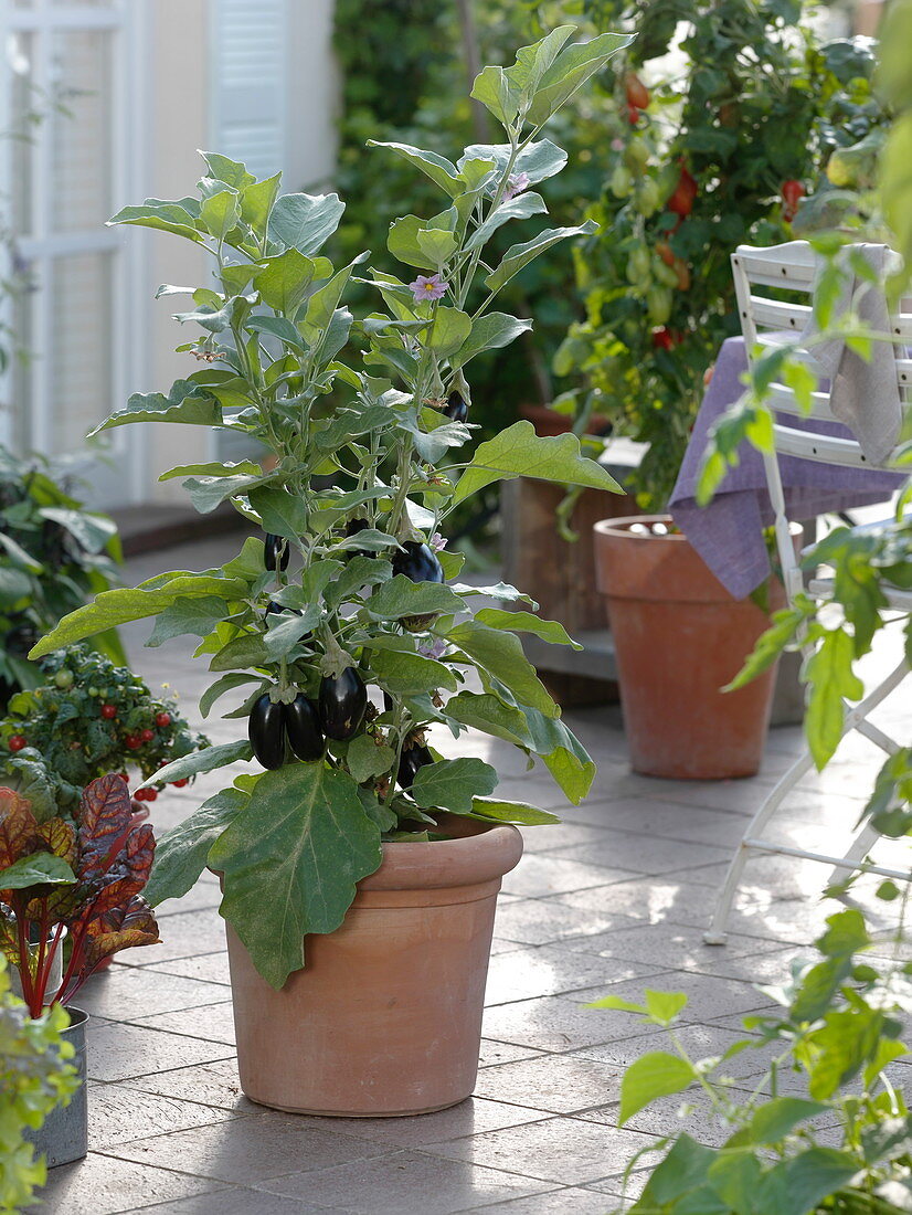 Mini-Aubergine 'Picola' (Solanum melongena) in terracotta-Kübel
