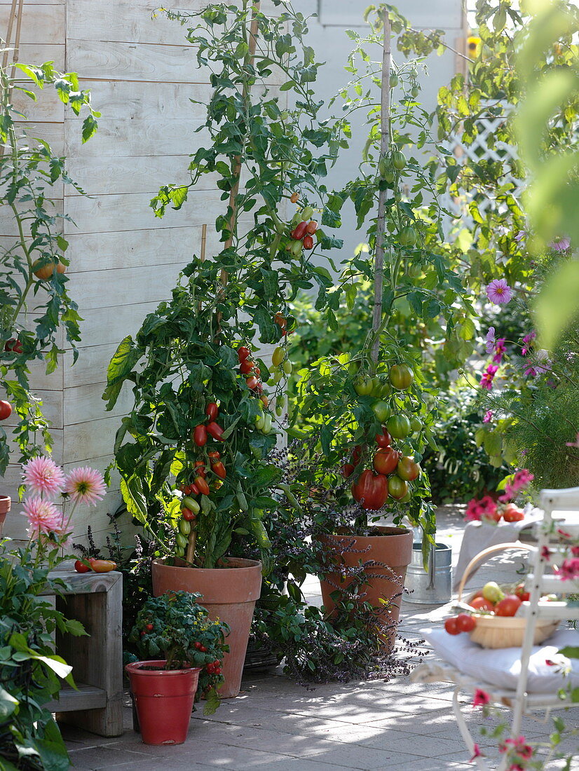 Terrasse mit Tomaten und Basilikum