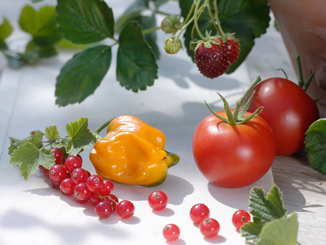 Stillleben mit Tomaten, Paprika und roten Johannisbeeren