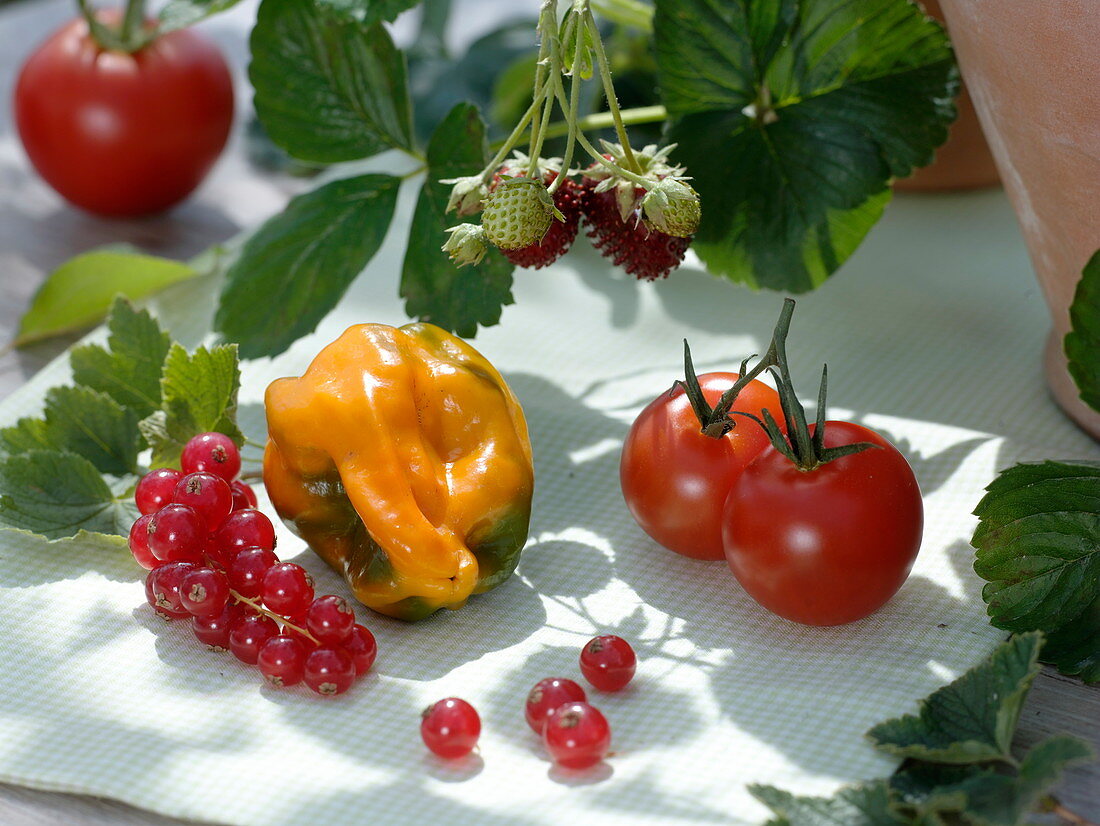 Stillleben mit Tomaten, Paprika und roten Johannisbeeren