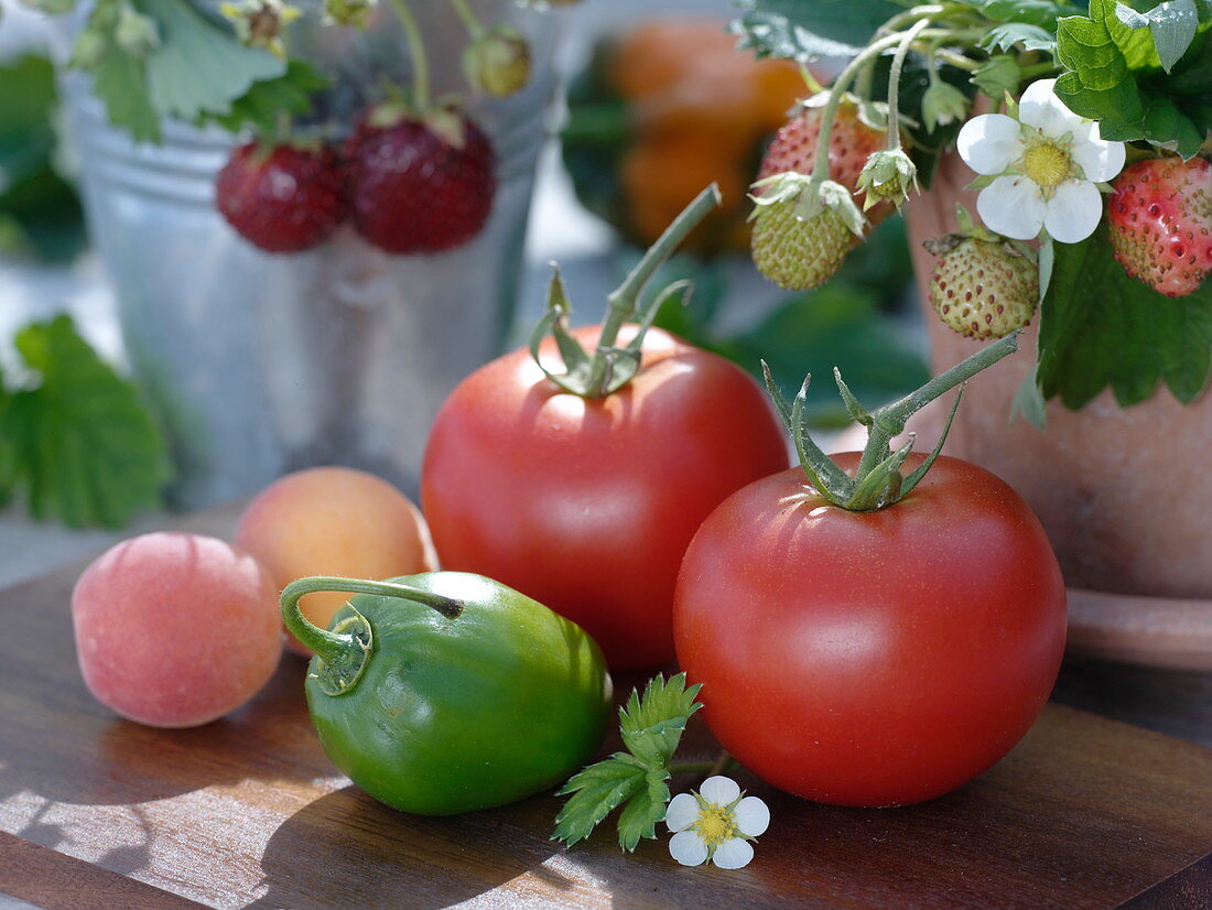 Red tomatoes (Lycopersicon) and a green pepper (Capsicum)