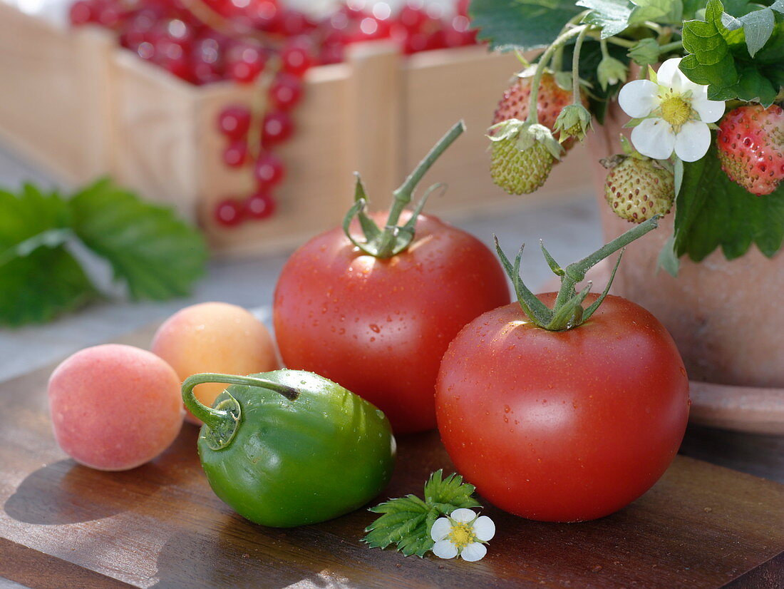 Red tomatoes (Lycopersicon) and a green pepper (Capsicum)