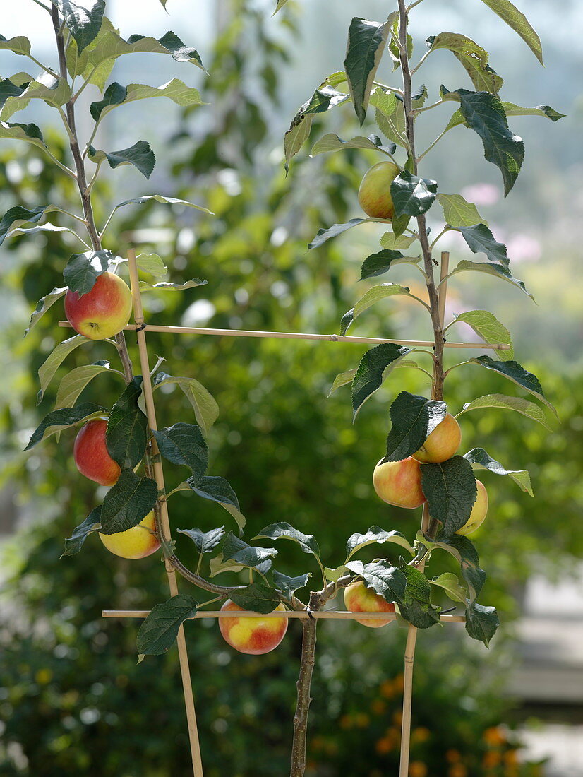 Malus 'Jonagold' 'Elstar' (apple tree), duo tree with two varieties in a U-shape