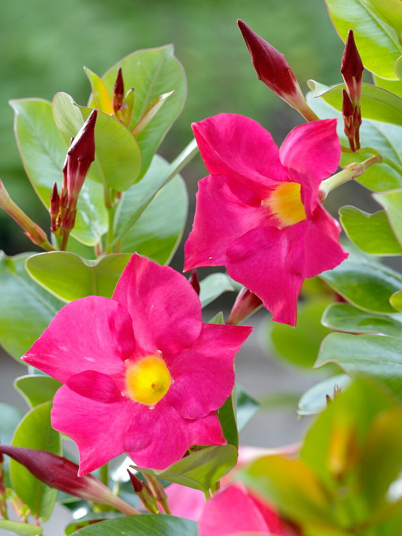 Dipladenia 'Rio pink', Mandevilla