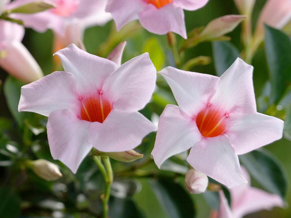 Mandevilla Sundaville 'Cream Pink' (Dipladenie)