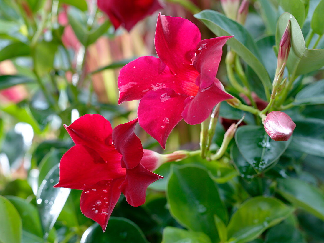 Mandevilla Sundaville 'Red' (Dipladenia)