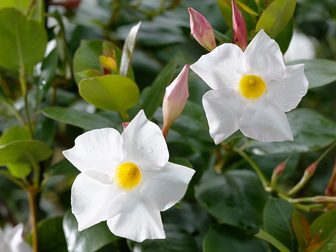 Mandevilla Sundaville 'Cosmos White' (Dipladenie)