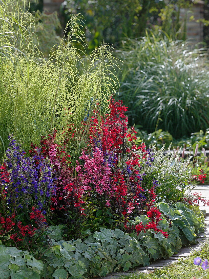 Halbrundes Beet mit Lobelia 'Fan', 'Kompliment' (Staudenmännertreu)