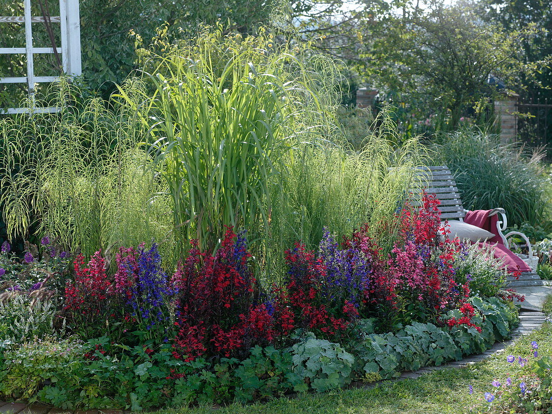 Halbrundes Beet mit Lobelia 'Fan', 'Kompliment' (Staudenmännertreu)