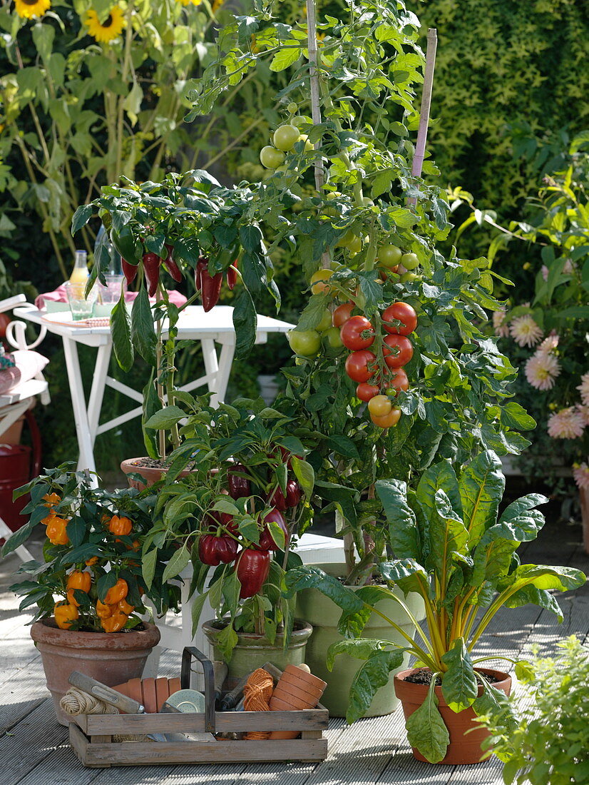 Naschterrasse mit Tomaten und Paprika