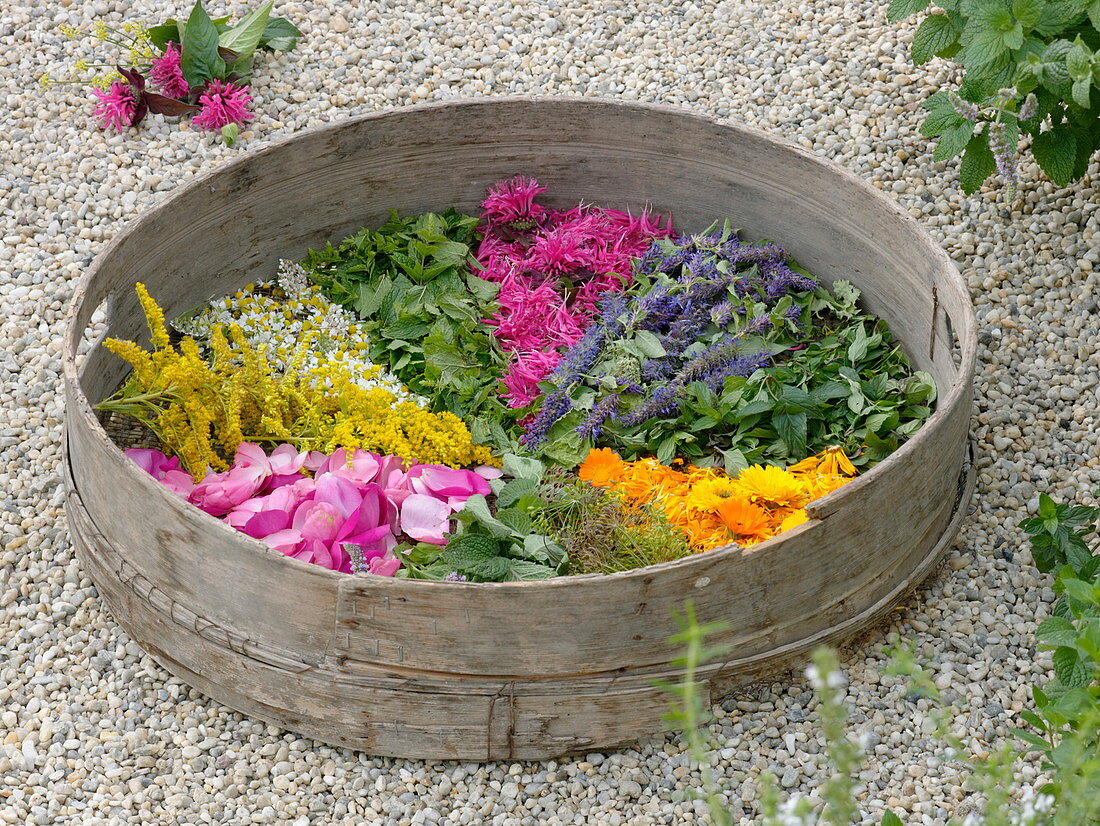 Dry sieve with flowers and tea leaves and scented herbs