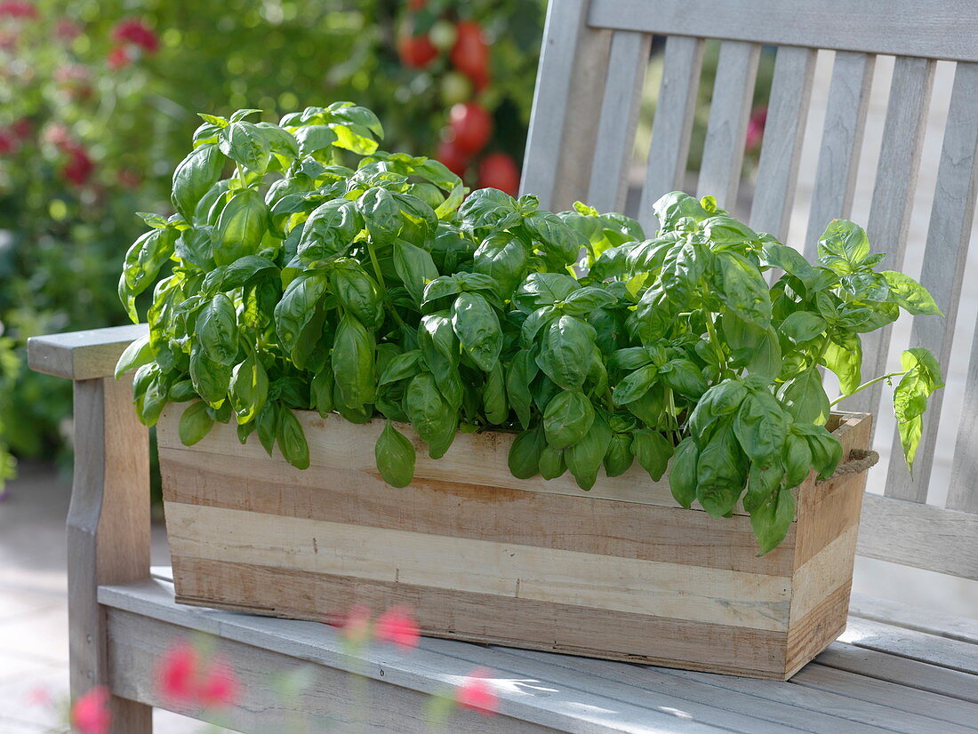 Basil 'Big Green Genoveser' in wooden box