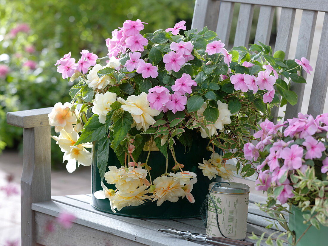 Begonia 'Chardonnay' (Hanging Orchard), Impatiens walleriana