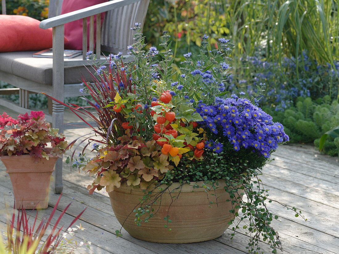 Autumnal shell with perennials